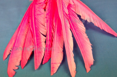 Декоративный Пучок из перьев, перо 25см/розовый - купить в Нижнем Тагиле. Цена: 14.40 руб.