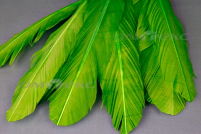 Декоративный Пучок из перьев, перо 24см/зеленый - купить в Нижнем Тагиле. Цена: 12.19 руб.