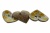 Деревянные украшения для рукоделия пуговицы "Кокос" #1 - купить в Нижнем Тагиле. Цена: 55.18 руб.